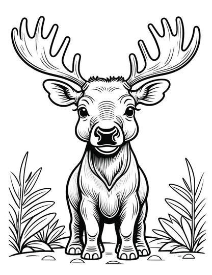 Baby Animal Kingdom Vol. 2 Coloring Book