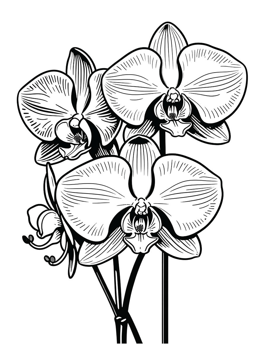 Hoorah for the Hooha Coloring Book