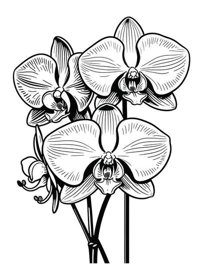 Hoorah for the Hooha Coloring Book